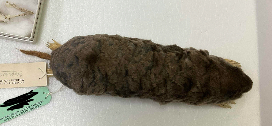 <p>Name, range</p><p>-well furred tail </p>