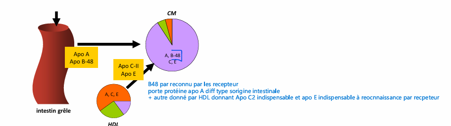 <p>CM reconu part tissu absorbeles TG par LPL</p><p></p><p>qd diminue TG destabilisé libere composé capté par HDl comme Apo C2 retourne aux HDL cholesterol PL et apo C2, cholestérol estérifié et donne au chylomycrons</p><p></p><p>CM remenant mnt moins de prot, + PL et + cholesterol  et moins de TG dans ces CMr </p><p>et a aussi apo E reconnu par foie par recepteur LRP (pas totalement spécifique) reconaisse (recpeter clasique au LDL capte aussi une parte des CM r)</p><p></p><p>le cholesterols au niveau du foie va etre soit stoké soit transformé en sels biliaires </p><p></p><p>HDL a cholestérols provient donc des CM et des cellules périphérique  </p>