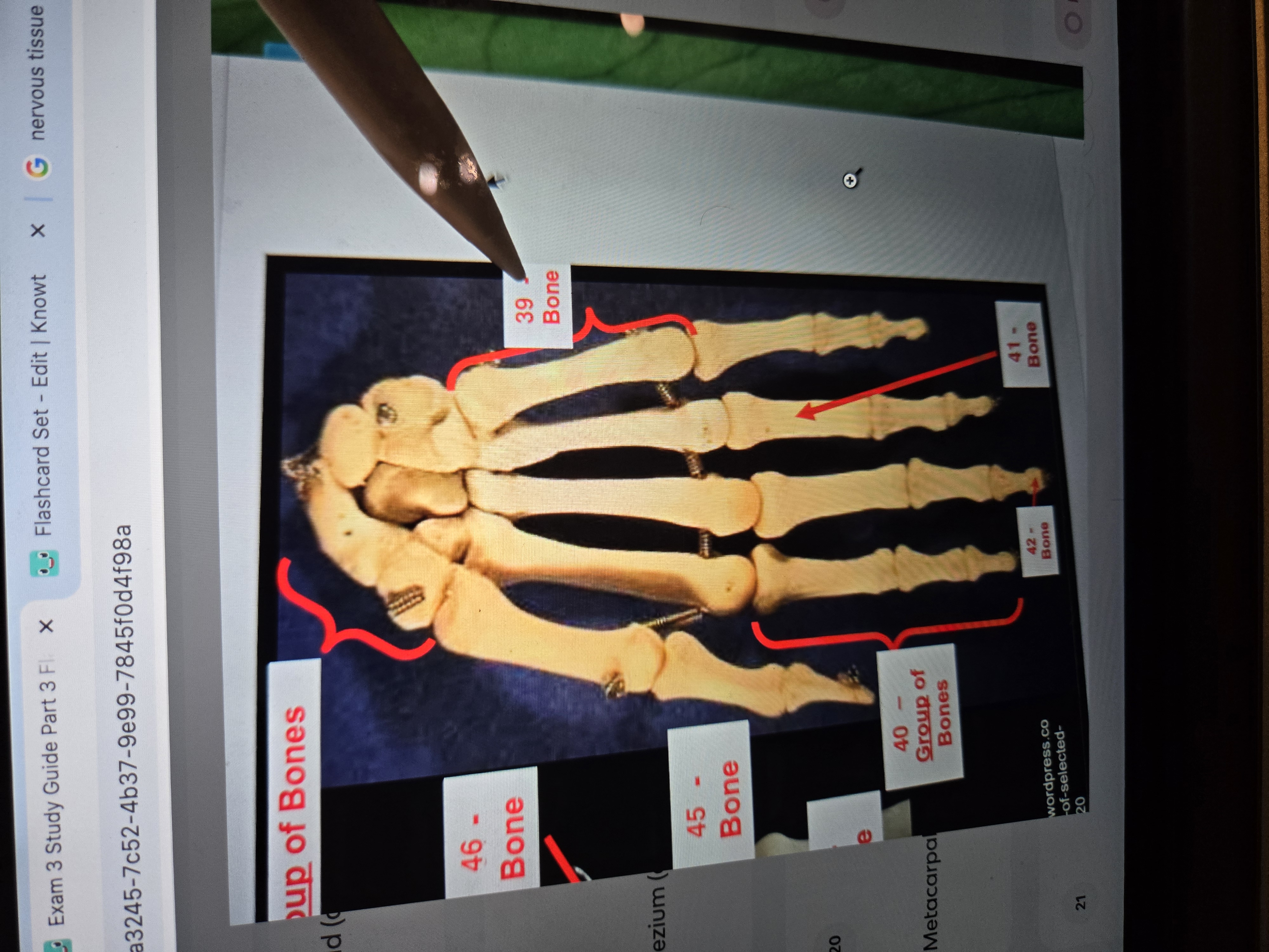 term image