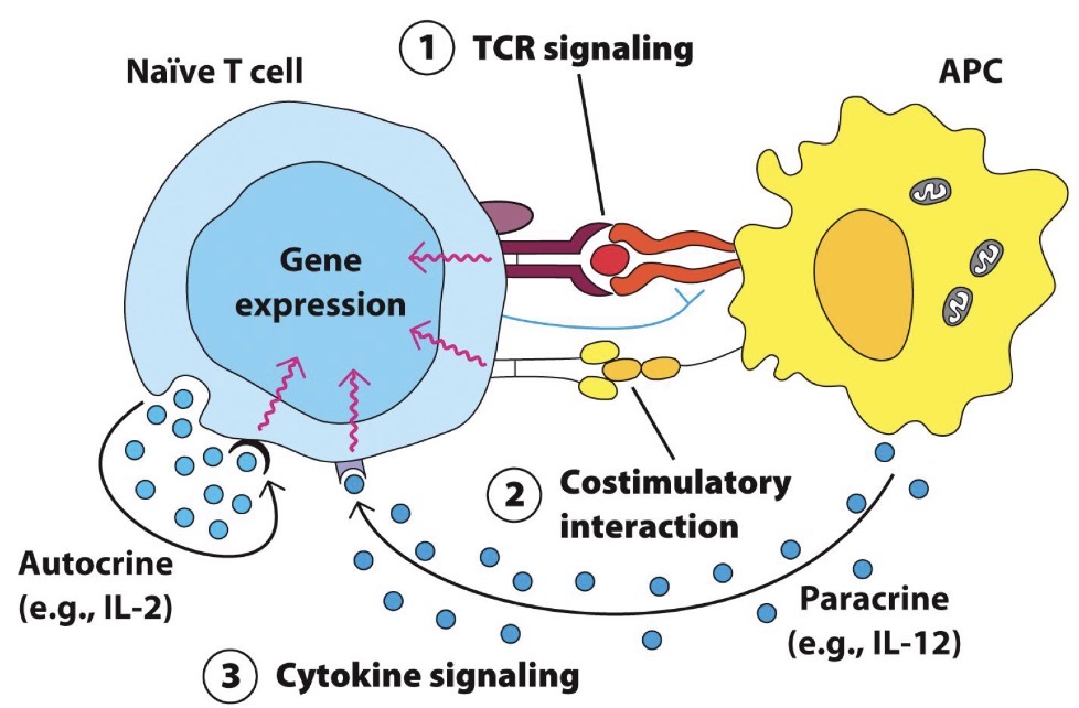 <p>T cell activation is mediated by three signals:</p><ol><li><p></p></li><li><p></p></li><li><p></p></li></ol><p></p>