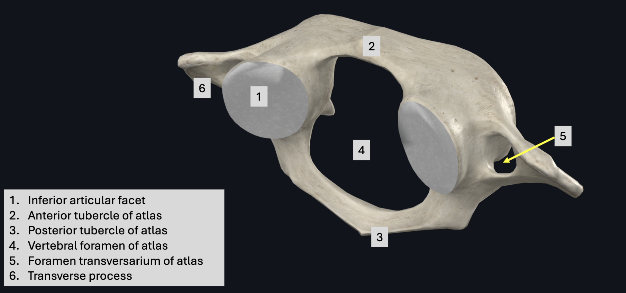 <p>Cervical C1- Atlas</p>