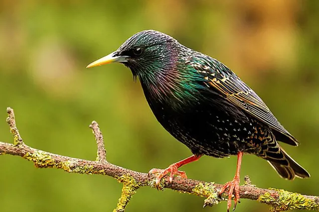 <p>pěvci</p>