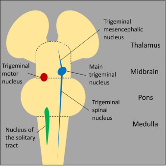 <p><strong>Trigeminus magcsoport - agytörzs és ger. nyaki szelvényei</strong></p><ol><li><p><strong>Nucleus motorius/masticatorius</strong> (szomatomotoros, brachniomotoros ) - rágóizmok</p></li><li><p><strong>Nucleus tractus spinalis nervi tregimini</strong> - fej protopatikus, hő-és fájdalomérzés magva</p></li><li><p><strong>Nucleus senzorius principalis nervi trigemini</strong> (szomatoszenzitív) - arc bőre és nyálkahártyája </p></li><li><p><strong>Nucleus tractus mesencephalici nervi trigemini</strong> - rágókészülék proprioceptív magja</p></li></ol><p></p>