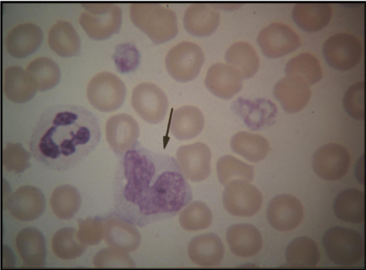 <p>What is this cell?</p>