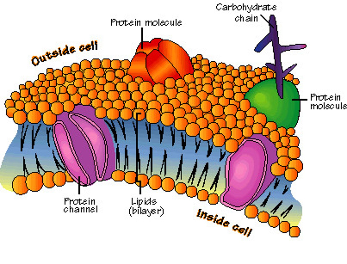 <p>Semi-permeable, phospholipid bilayer that controls entry and exit of substances into and out of cells.</p>