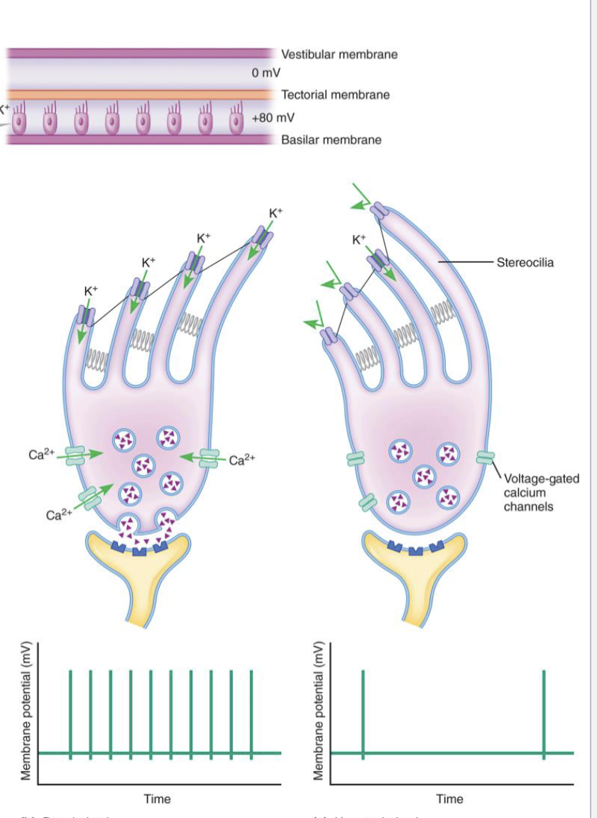 <ul><li><p>Part of hair cells, located in the cochlea </p></li><li><p>Hair like projections that bend when pushed against tectorial membrane</p></li><li><p>Bend towards tallest stereocillium causes K channels to close, depolarization</p></li></ul><p>- Neurotransmiter is released and action potential fires</p><ul><li><p>Bend away from tallest stereocillium causes K channels to open, hyperpolarization</p></li></ul><p>- Neurotransmiter stopped from releasing and no action potential fires</p>