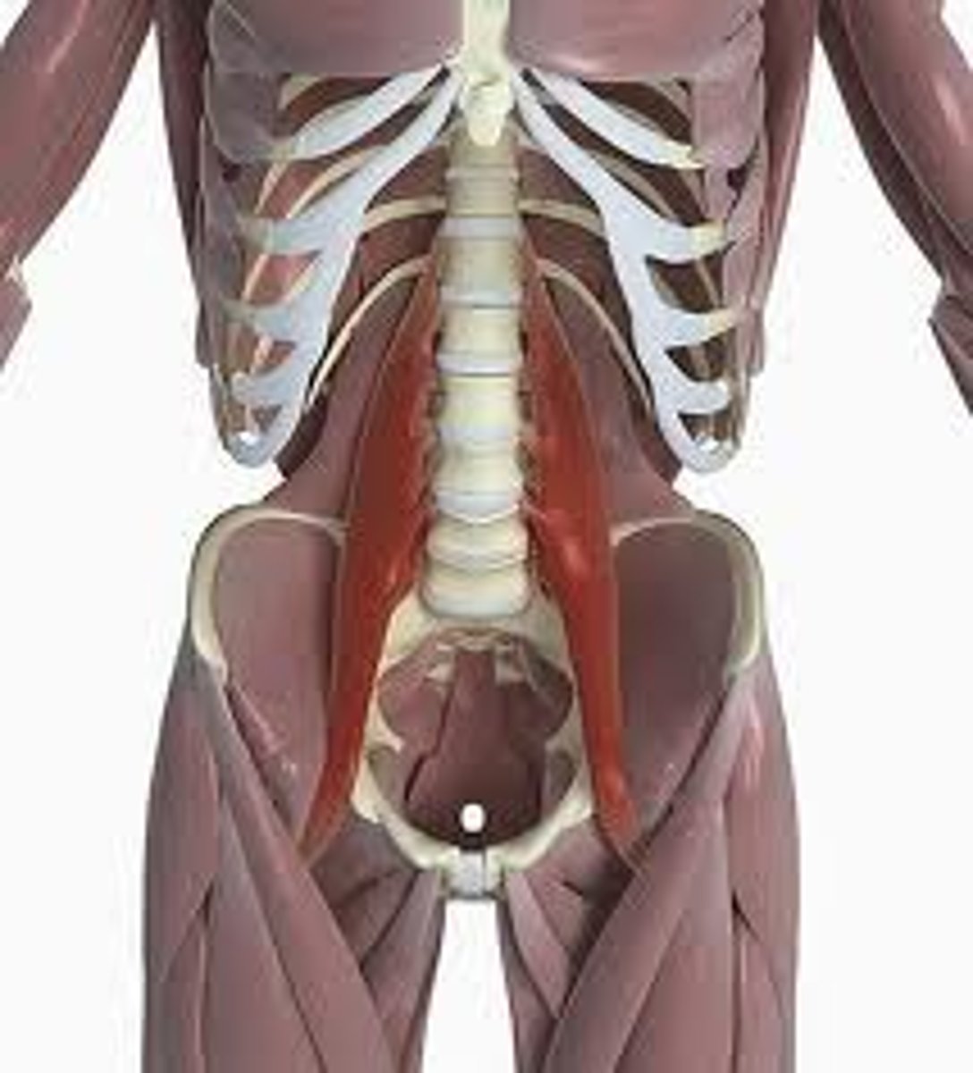 <p>flex the trunk and rotate the thigh</p>