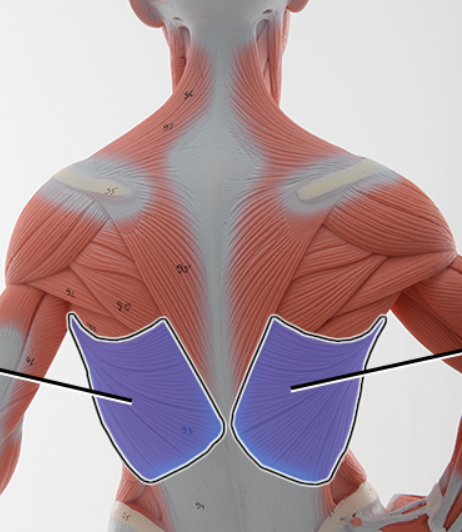 <p>Name the highlighted structure, function</p>