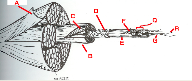 <p>Where is the <strong>myofibril</strong> located?</p>