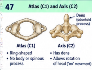 <p>Atlas is C1: a ring without a body or typical spinous process that supports the skull and permits nodding. Axis is C2: its dens, or odontoid process, acts as a pivot for turning the head with the atlas.</p>
