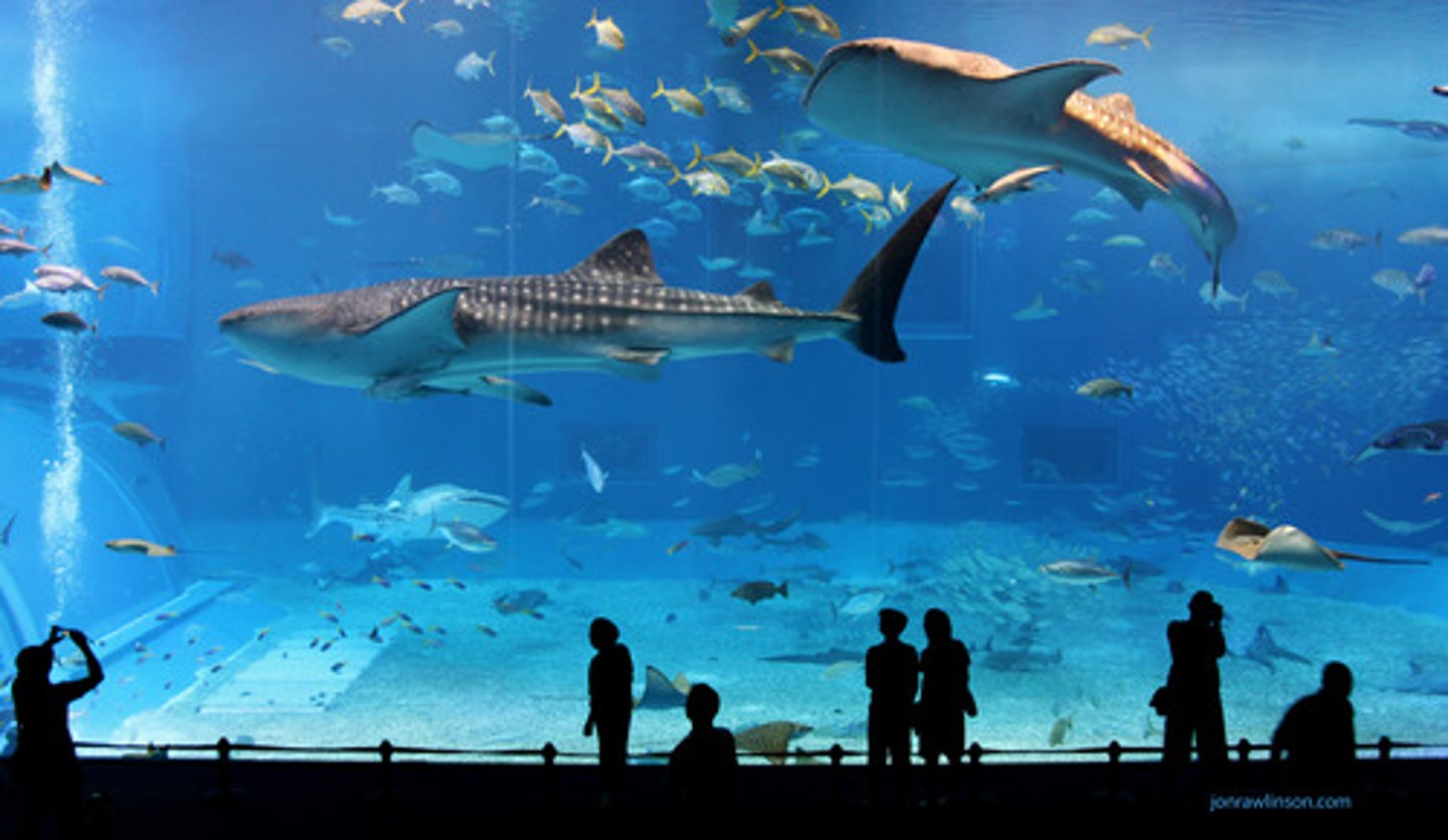 <p>TRANSLATION: поддерживать идеальные условия</p><p>DEFINITION: to keep the environment exactly right for health and comfort</p><p>EXAMPLE: Aquariums must ........................ for tropical fish to survive. Аквариумы должны ПОДДЕРЖИВАТЬ ИДЕАЛЬНЫЕ УСЛОВИЯ для выживания тропических рыб.</p>