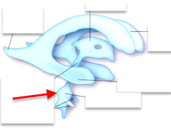 <p>1 in the fourth venticle </p><p>medial</p>