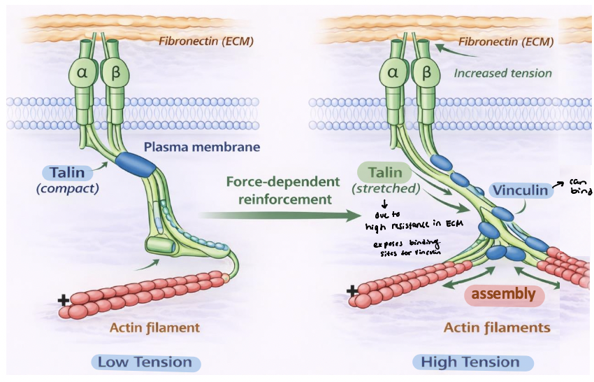 <p>Mechanical tension stretches talin at integrin adhesions </p><ul><li><p><span style="color: rgb(143, 237, 99);"><strong><u>Talin</u></strong></span> unfolding exposes cryptic ______________</p></li><li><p><span style="color: rgb(71, 177, 245);"><strong><em><u>Vinculin</u></em></strong></span> → binds talin and links to additional actin filaments </p><ul><li><p>reinforces the integrin-cytoskeleton connection </p></li><li><p>promotes assembly and stabilization of actin bundles </p></li><li><p>drives growth and maturation of focal adhesions</p></li></ul></li></ul><p></p>