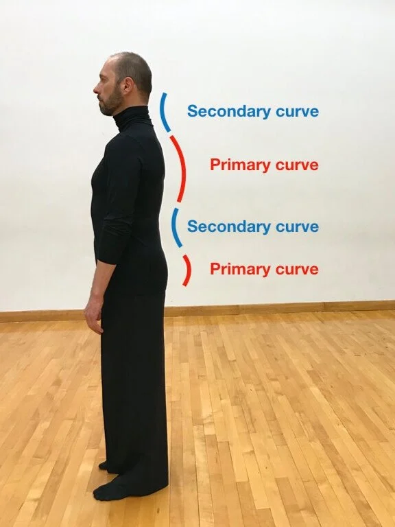 <p>Primary curves</p>