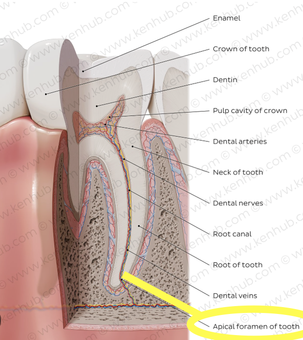 <p>The opening at the apex of a tooth root through which nerves and blood vessels enter</p>