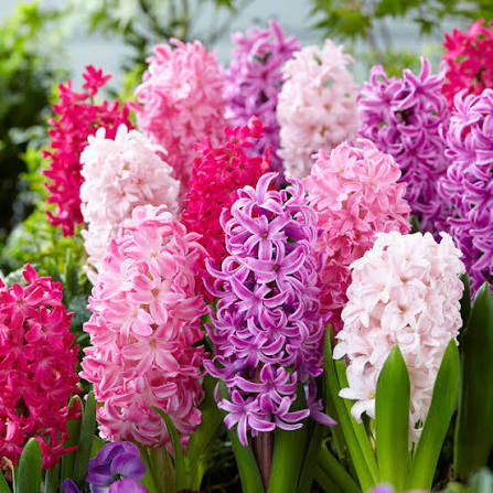 <p>Hyacinthus</p>