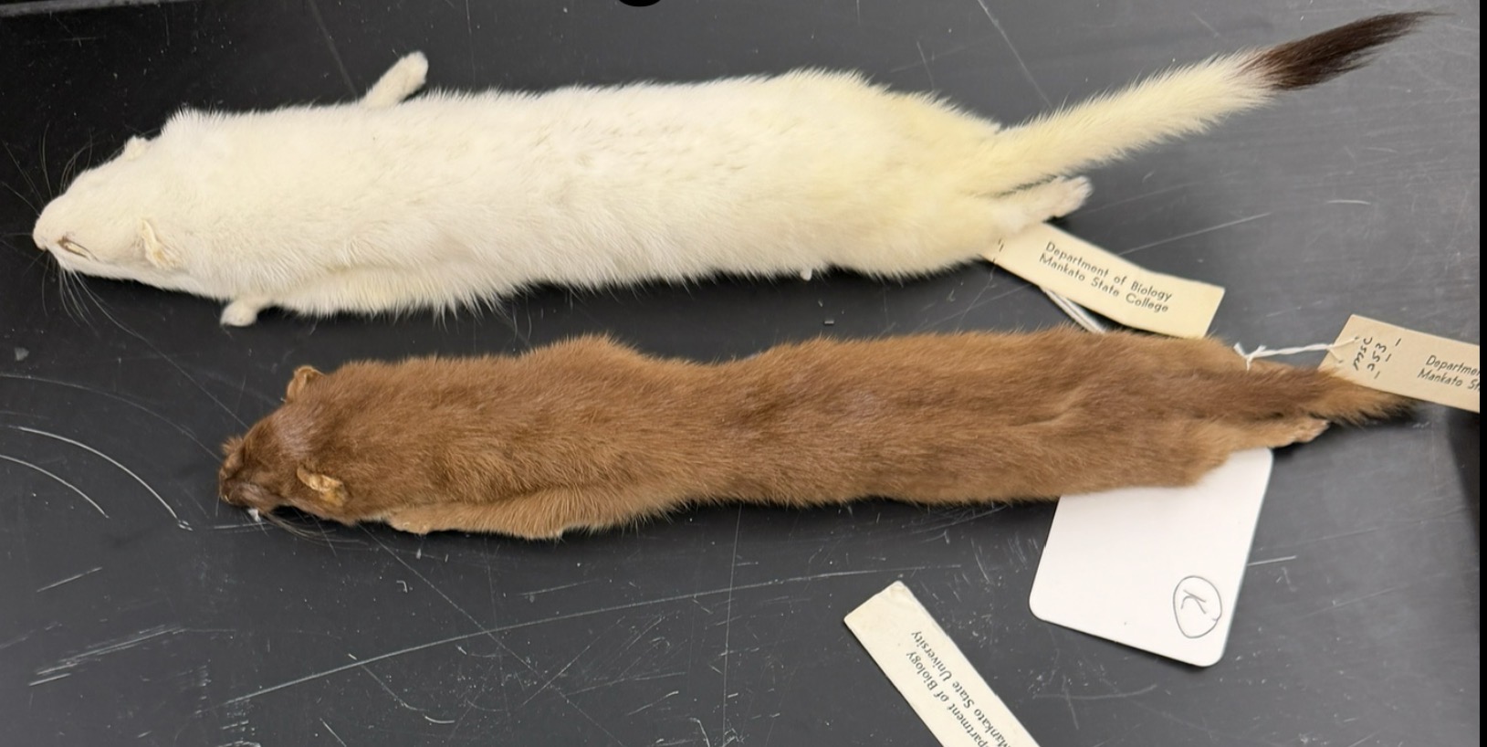 <p>Tail > 1/3 body length</p>