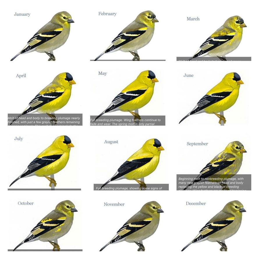 <p>Natal down (june) —-prejuvenile molt—> Juvenile plumage (july-august) ——1<sup>st</sup> prebasic molt (incomplete)——> basic plumage (august-march) ——-prealternate molt—→ alternate plumage (may-august) ——prebasic molt (complete; all flight feathers are replaced)——> basic plumage (september-march)</p>