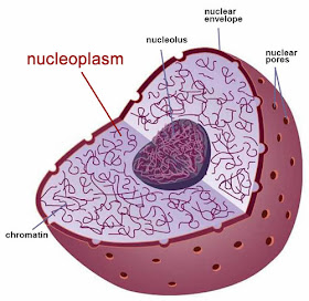 <p>Nucleolus (Dark Spot)</p>