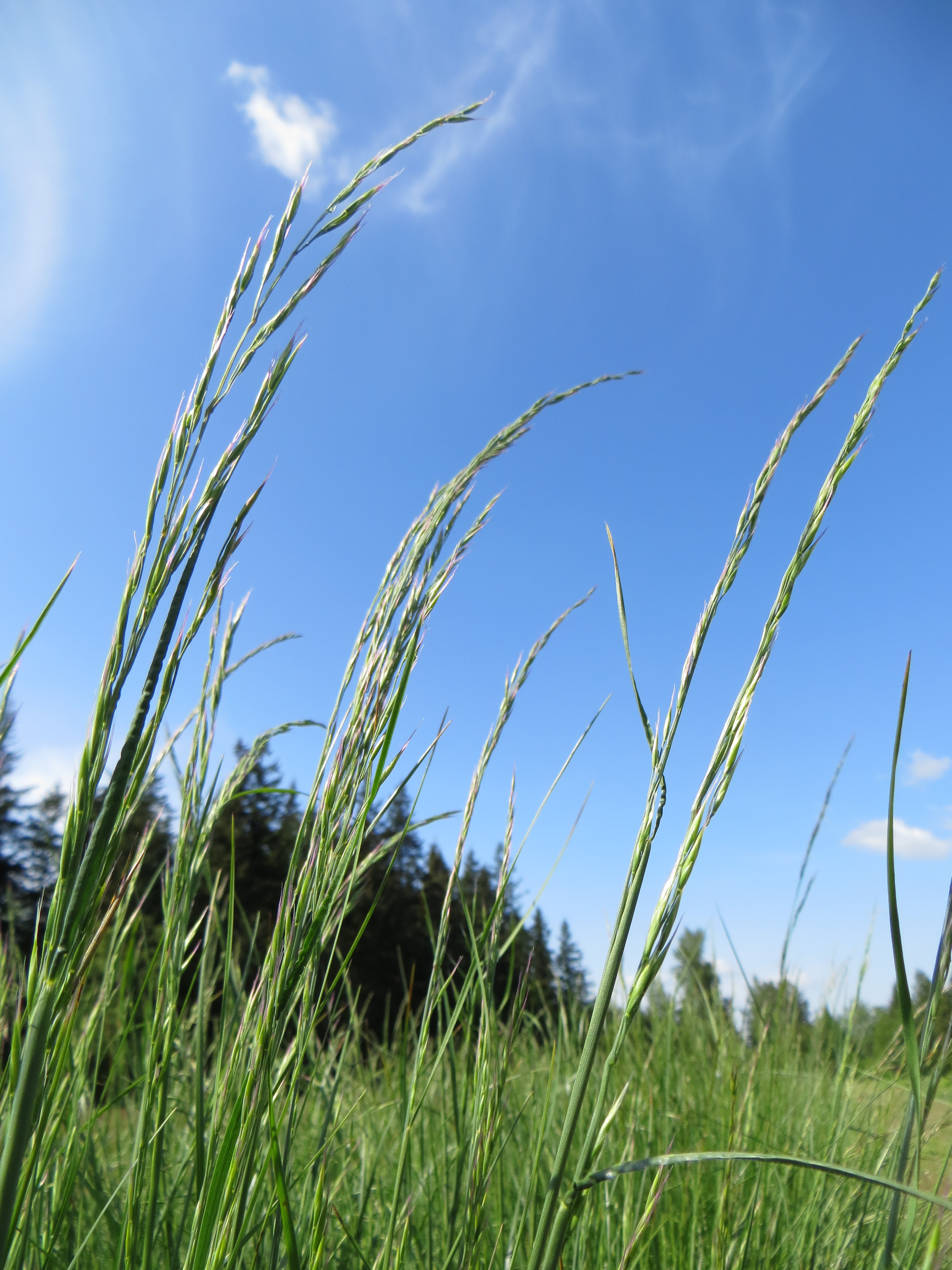 <p>Roemers Fescue</p>