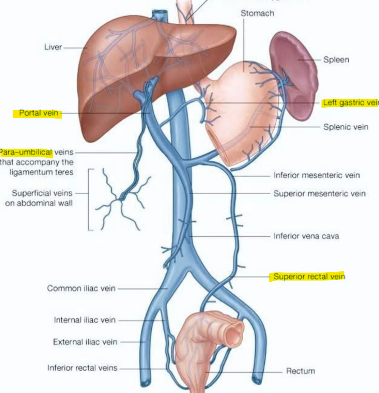 <ul><li><p>esophageal: L. gastric v. (portal) + esophageal v. (systemic) → azygos v. </p></li><li><p>caput medusae: paraumbilical v. (portal) + epigastric v. (systemic) → SVC/IVC</p></li><li><p>rectal: sup. rectal v. (portal) + middle/inf. rectal v. (systemic) → IVC</p></li></ul><p></p>