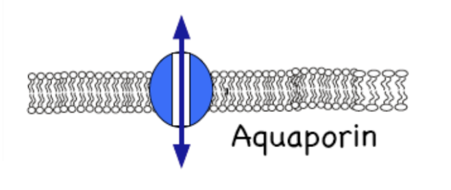 <p>Yes! Water:</p><ul><li><p>Moves through membranes (meaning the bilayer without protein involvement)</p></li></ul><ul><li><p>Moves much faster through <em>aquaporins</em>: two way gated channels</p></li><li><p>The forces that determine water movement add up to water potential (Ψw), a form of energy</p></li></ul><p></p>