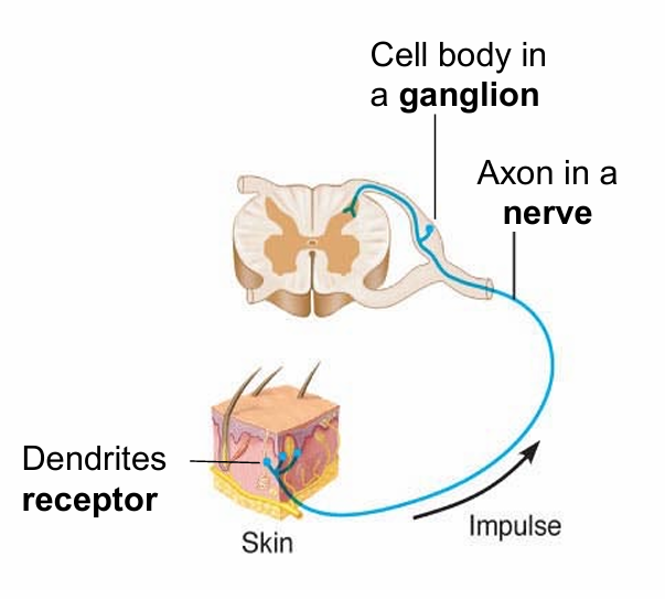 <ul><li><p>Conduct sensory input from receptors to the CNS</p></li></ul><p></p>