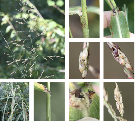 <p>Branches straight </p><p>open inflorescence unlike Tridens flavus</p><p>big white mid-vein that is a little off-center</p><p>wider side alternates</p>