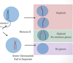 <p>- Successful division of chromatids → 2x Haploid (1N, 1C)</p><p>- Unsuccessful division → 1x Diploid cell (2N, 2C) and 1x Cell with NO chromosomes</p>