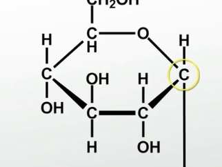 <p>simple sugars, monosaccharides, and disaccharide </p>