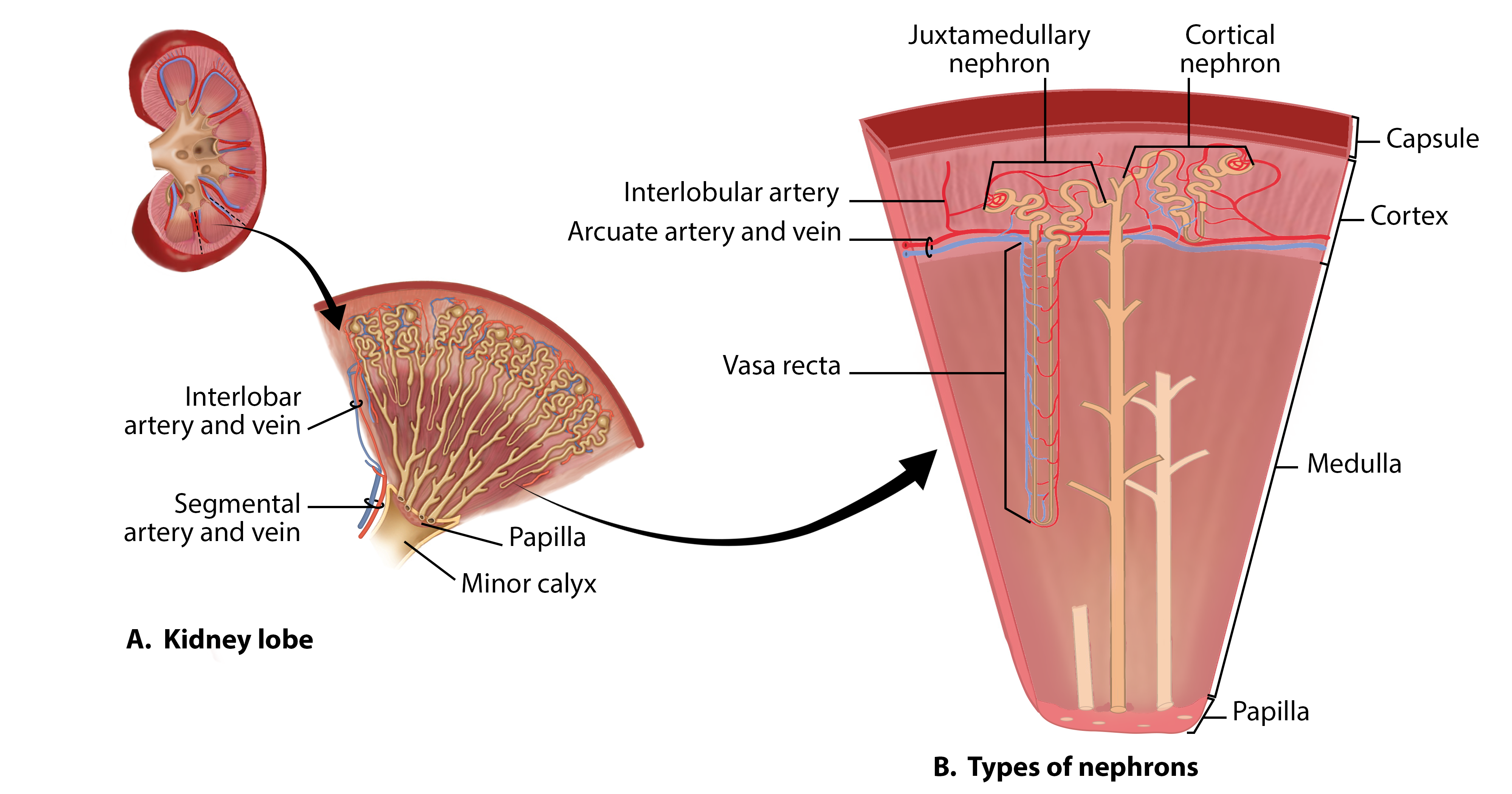 <p>renal pyramid, renal cortex, ½ of renal columns to either side</p><p></p>