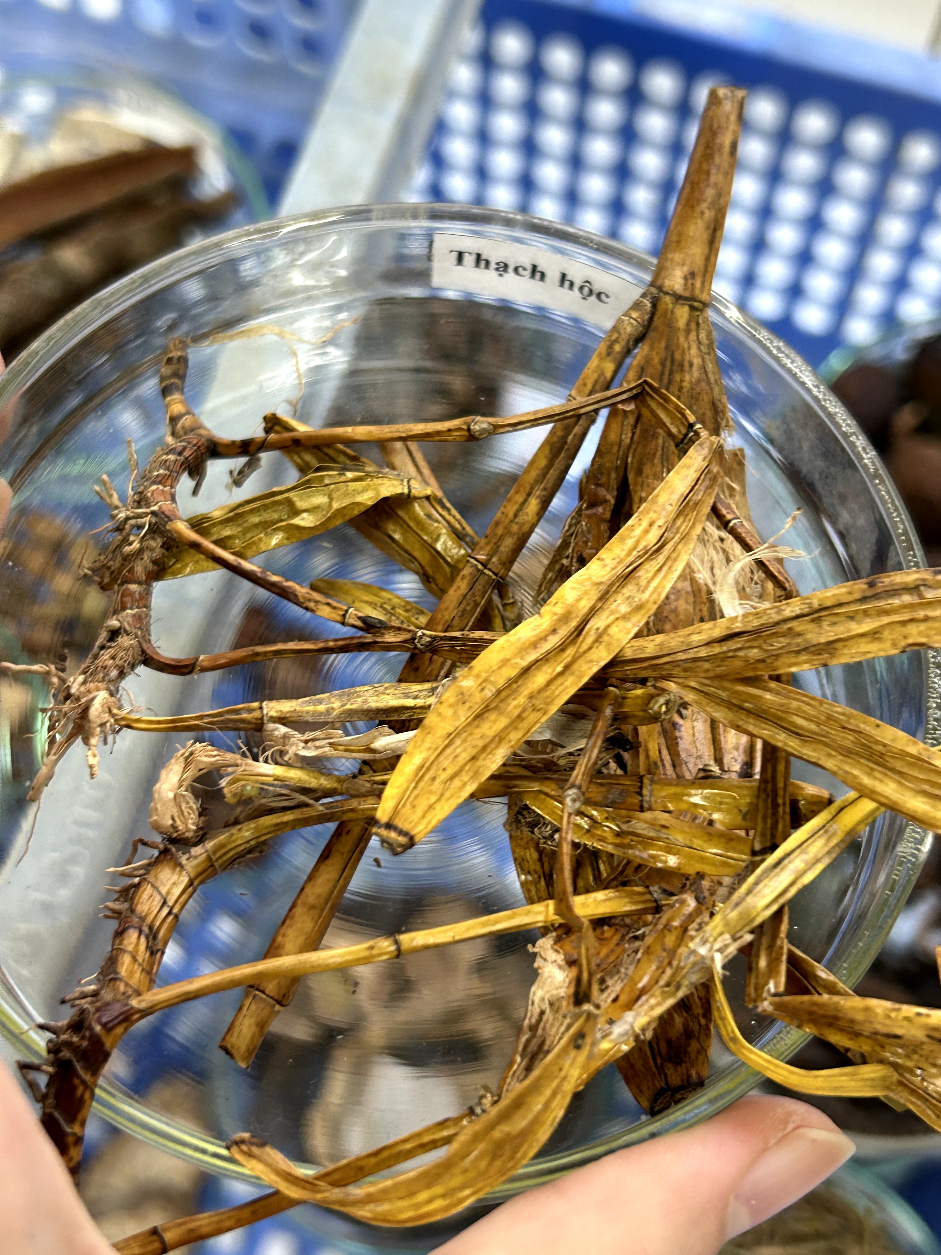 <p>thạch hộc</p>