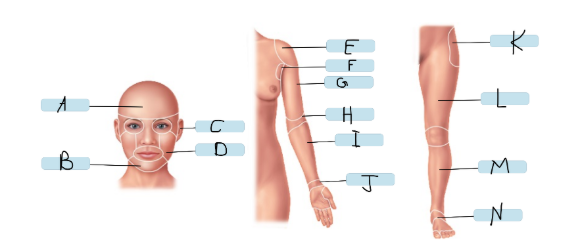 <p>M</p>