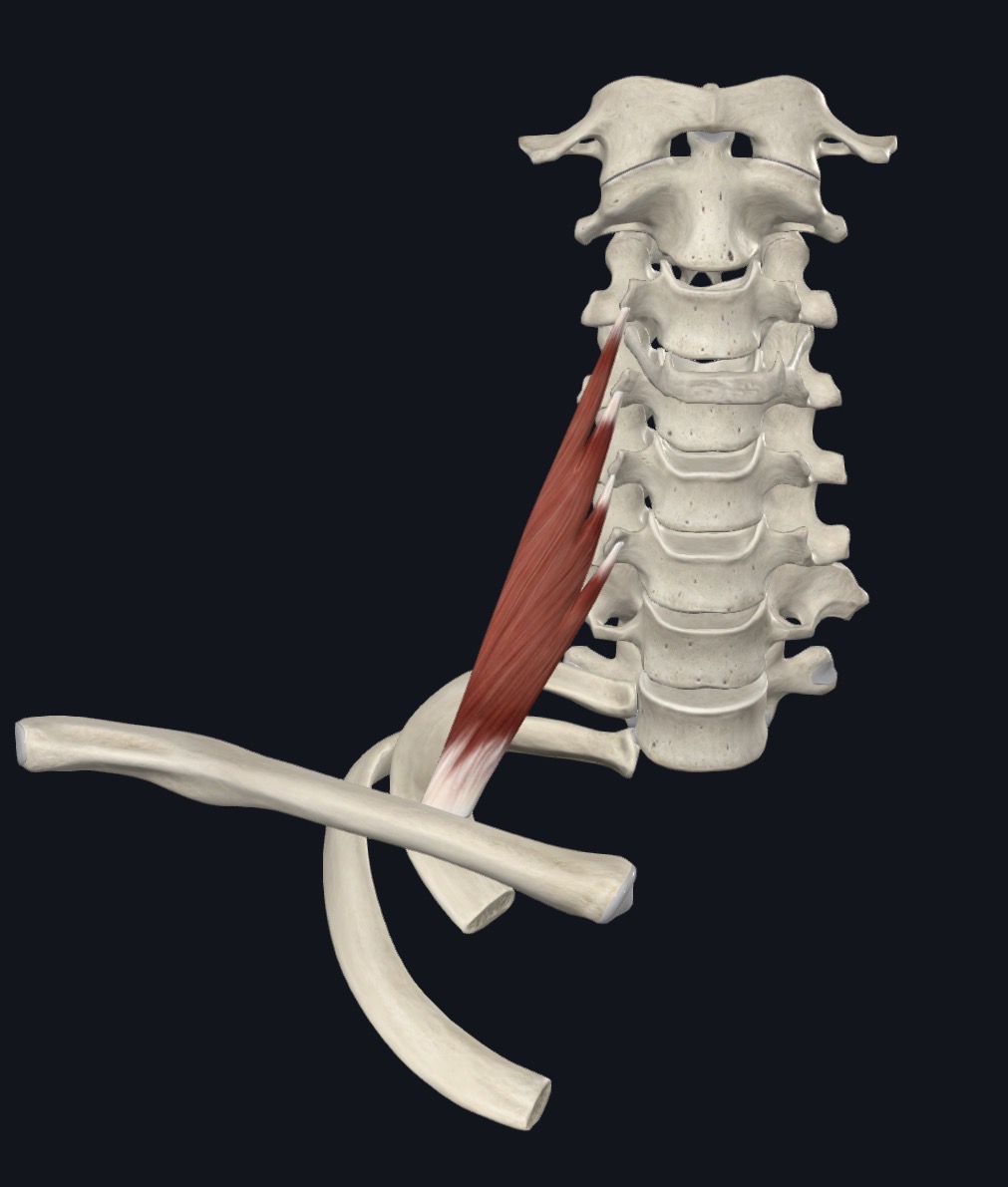 <p>Anterior Scalene Action</p>