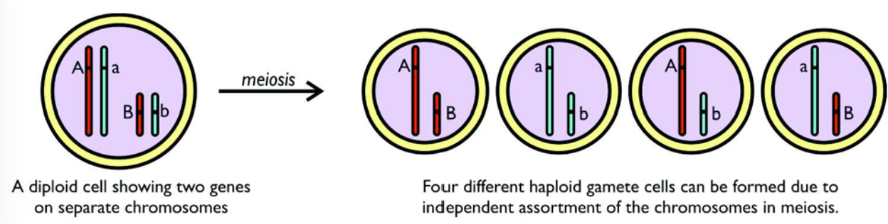 <p>The principle of independent assortment. </p><p>It states that alleles of different genes are inherited independently; in other words the inheritance of one gene does not affect the inheritance of the other. </p>