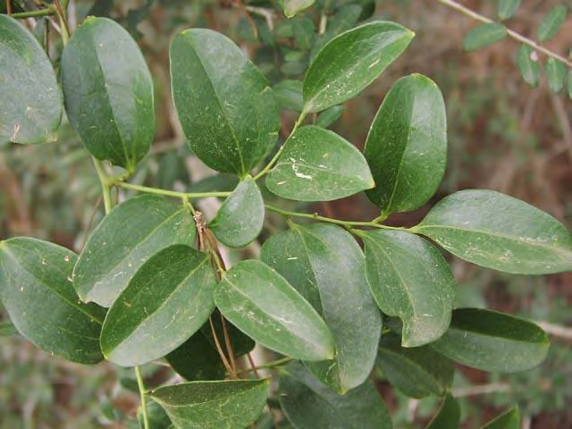 <p>Smilacaceae</p><p>Key Characters:</p><p>•</p><p>VIne</p><p>•</p><p>Dark evergreen leaves</p><p>•</p><p>No thorns</p>