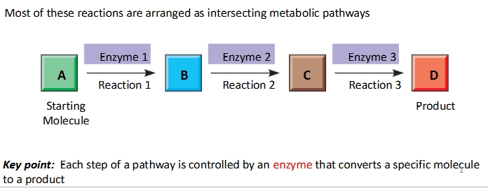 <p><strong>totality </strong>of an organism’s chemical reactions</p><p>most reactions arranged as intersecting pathways; each step of pathway is controlled by an <strong>enzyme </strong>that converts a specific molecule to a product</p><p>consist of two pathways: <strong>catabolic and anabolic</strong></p><p><strong>Ex</strong>: <strong>Bioluminescence in mushrooms</strong>, which have thousands of chemical reactions occurring within their cells</p>
