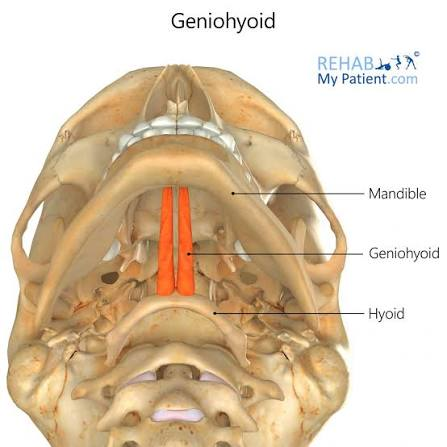<ul><li><p>deep to mylohyoid</p></li></ul><p>O: mandible</p><p>I: hyoid</p><p>A:</p><ul><li><p>hyoid fixed: depress mandible</p></li><li><p>mandible fixed: elevate hyoid</p></li></ul><p>N: C1 via hypoglossal nerve (CN 12)</p><p></p>