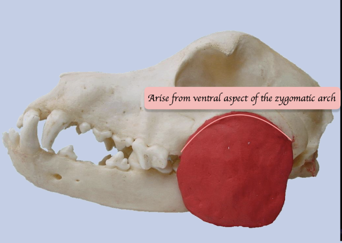 <p>Lies lateral to the mandible and ventral to zygomatic arch</p><p>Function: Move jaw upward = Close the jaw BUT also move jaw laterally = Side to side movement in herbivores</p>