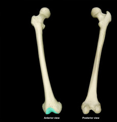 <p>Anterior side- space in the middle of the end of the femur</p>