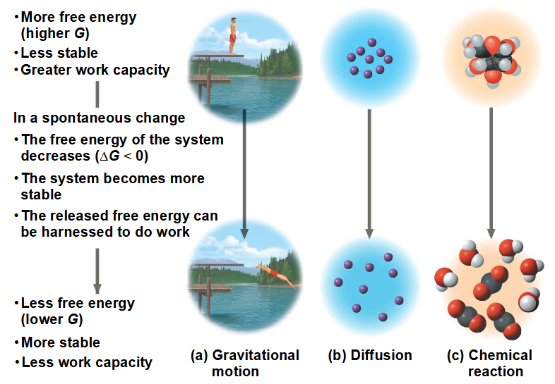 <p><span>ΔG = ΔH − TΔS</span></p><p></p><p>ΔG => vrije energie, verandering in enthalpie </p><p>is negatief voor alle spontane processen, en positief of negatief voor processen niet niet spontaan zijn </p><p>ΔH => verandering in totale energie</p><p>ΔS => verandering in entropie </p><p>T => temperatuur in kelvin 0°C = 273,15 K</p><p>bij een spontane reacties daalt de vrij energie en de stabiliteit van het systeem => equilibrium = de staat van de maximum stabiliteit </p><p>een proces is spontaan en kan alleen werken als het meer naar het equilibrium beweegt </p><p></p>