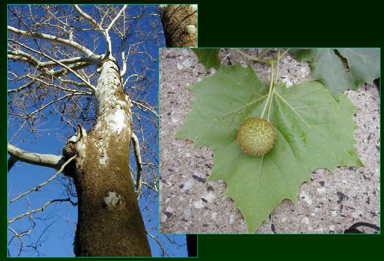 <p>•</p><p>Platanaceae</p><p>•</p><p>Key Characters:</p><p>•</p><p>Mottled bark</p><p>•</p><p>Large palmate leaves</p><p>•</p><p>Fruits</p>