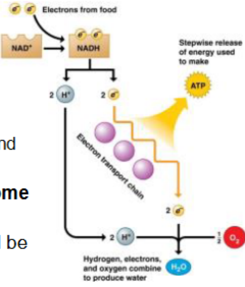 <p>3 types</p><ul><li><p>NAD+ ← → NADH</p></li><li><p>FAD ← → FADH2</p></li><li><p>NADP+ ← → NADPH</p></li><li><p>at different steps of a metabolic pathway, molecules are broken down and their electrons are transferred to electrons carriers. when the carriers pick up these electrons, they become reduced</p></li><li><p>during respiration, glucose is broken down, bonds are broken, and electrons (energy stored in organic molecules) are released</p></li><li><p>electrons are transferred to electron carriers such as NAD+ and FAD which become reduced</p></li><li><p>reduced carriers are carrying high energy electrons</p></li></ul><p>important bcuz reduced electron carriers represent stored energy that will be used to synthesize ATP</p><ul><li><p>will pass electrons to ETC</p></li><li><p>components of ETC move electrons in a series of steps to a terminal electron acceptor</p></li><li><p>NADH picks up electron from some pathway and carries it to ETC and donates it to 1st component and will once again become NAD+</p></li><li><p>then the electron goes thru different components of ETC where a little bit of energy is pulled out of that electron to pump H+ and create a proton gradient</p></li><li><p>ATP synthase then uses that proton gradient to make ATP in aerobic respiration by binding to ADP + Pi</p></li></ul><p></p>