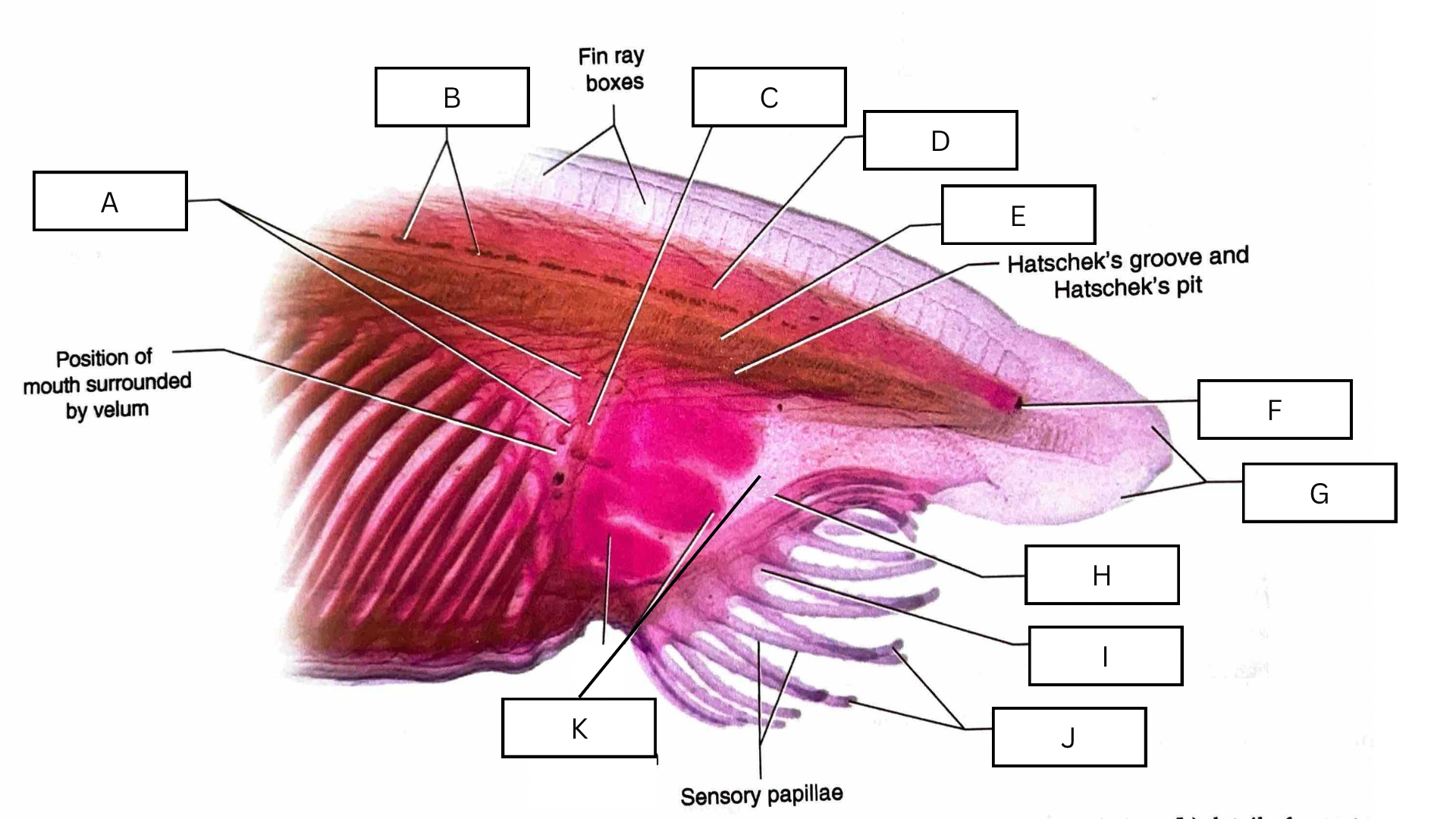 <p>What is E in the following diagram?</p>