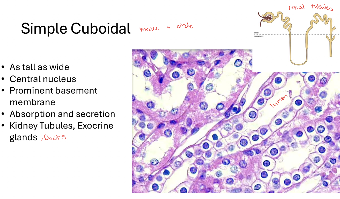 <p>Absorption & Secretion</p>