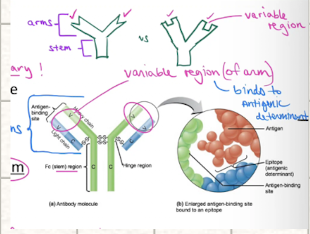 <ul><li><p><mark data-color="yellow" style="background-color: yellow; color: inherit;">variable regions: </mark>at ends of arms</p><ul><li><p>bind to antigenic determinants</p></li></ul></li><li><p><mark data-color="yellow" style="background-color: yellow; color: inherit;">constant region:</mark> the stem</p><ul><li><p>IgG, IgM, IgA, IgD, IgE</p></li></ul></li></ul><p></p>
