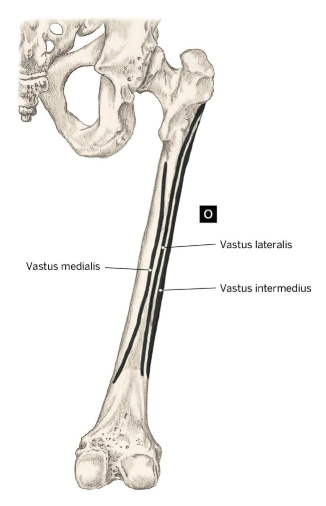 <p>Action: Extend the knee (tibiofemoral)</p><p>Origin: Lateral lip of linea aspera, gluteal tuberosity, greater trochanter</p><p>Insertion: Tibial tuberosity</p>