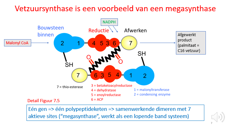 <p><span>Malonyl-CoA komt aan en bindt aan het begin van het mega-synthase complex.</span></p><p></p><p><span>Alle enzymatische reacties die elkaar moeten opvolgen zitten mooi achter elkaar.</span></p><p></p><p><span>Uiteindelijk wordt het palmitaat afgewerkt en afgeleverd.</span></p>