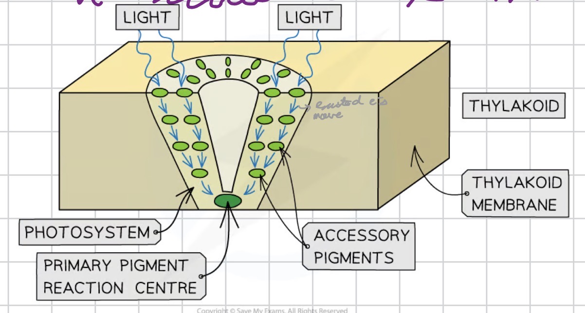 <p>A molecular array of chlorophyll and other accessory pigments, with a special chlorophyll acting as a reaction centre from which an excited electron is emitted.</p>
<p>• Always located in membranes</p>
<p>• Found in the thylakoids of chloroplasts (photosynthetic eukaryotes) and in the membranes of cyanobacteria</p>