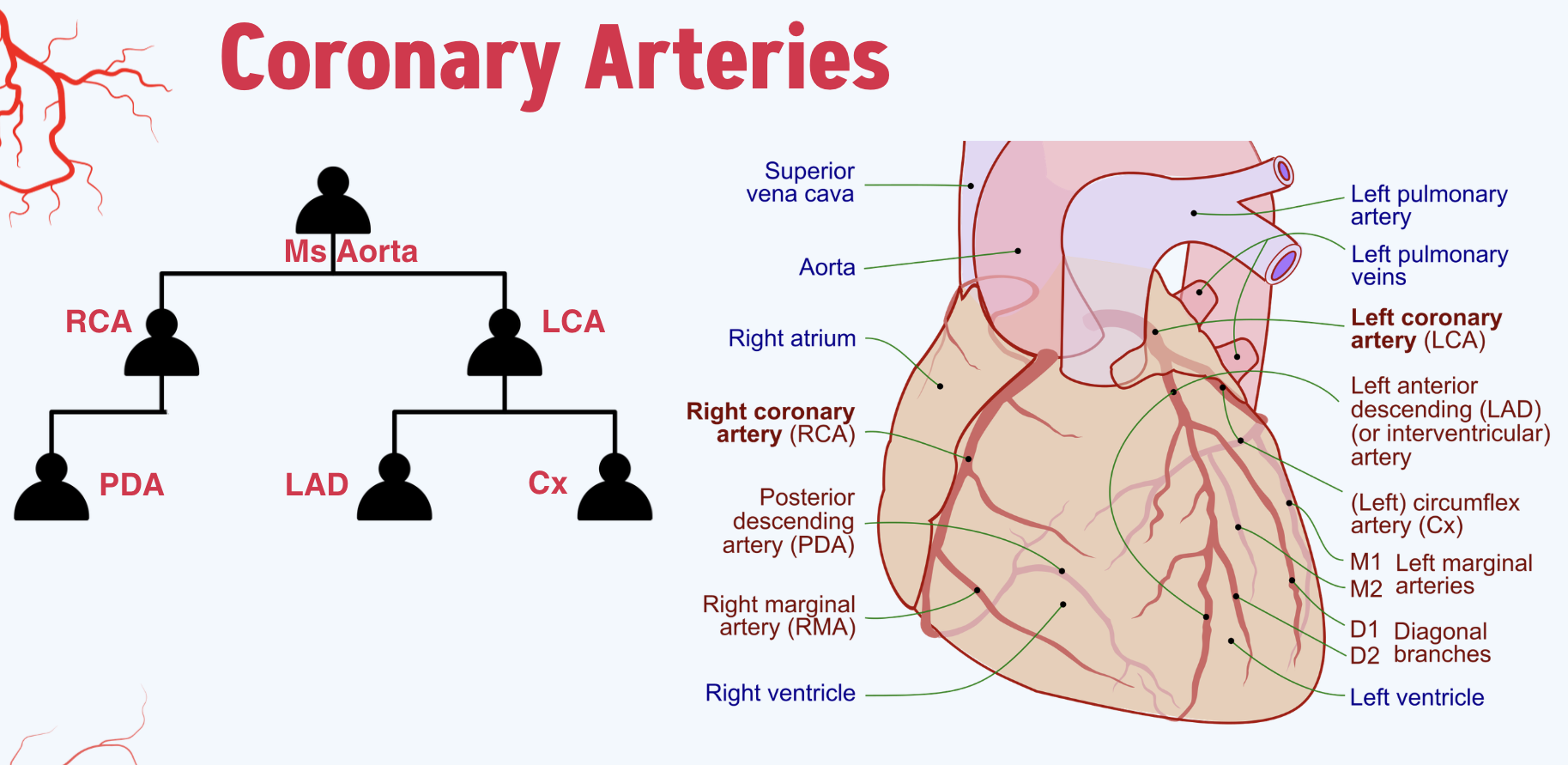 <p><strong>Right Coronary Artery (RCA):</strong></p><p class="p1">• Majority of right-side of heart</p><p class="p1">• Sinoatrial node</p><p class="p1">• <strong>Left Coronary Artery (LCA):</strong></p><p class="p1">• Majority of left-side of heart</p><p class="p1">• <em>Two major branches:</em></p><p class="p1">• Left Anterior Descending Artery (LAD)à Anterior 2/3</p><p class="p1">of interventricular septum, anterolateral papillary</p><p class="p1">muscle, anterior left ventricle</p><p class="p1">• Left Circumflex Artery (LCX) à Posterolateral LA and</p><p class="p1">LV, anterolateral papillary muscle</p><p class="p1">• <strong>Posterior Descending Artery (PDA):</strong></p><p class="p1">• ~85% R-dominant, 8% L-dominant, 7% co-dominant</p><p class="p1">• Primarily inferior borders of heart</p><p class="p1">• Posterior 1/3 of interventricular septum</p><p class="p1">• Posteromedial papillary muscle</p><p class="p1"></p><p class="p1">Ms Aorta had RCA & LCA <br>LCA had a LAD & a kid who liked to flex (L circumFLEx) </p><ul><li><p class="p1">LAD: (also called IVY - interventricular artery): Anterior left ventricle, anterior 2/3s interventricular septum & anterolateral papillary muscles aka muscle of the LV/mitral valve </p></li><li><p class="p1">LCA: left atrium, posterior LV, anterolateral papillary muscles aka muscle of the LV/mitral valve </p></li></ul><p class="p1">RCA focused on doing things “right” (aka entire right side of heart) and had PDA which showed too much PDA so that diva was relegated to back of the heart (inferior borders, inferior 1/3 of ventricular septum)</p><p class="p1"></p>